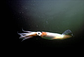 Short-fin squid,North Atlantic