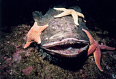 Sea Stars scavenge dead Goosefish