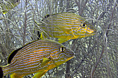 Bluestriped Grunt (Haemulon sciurus)