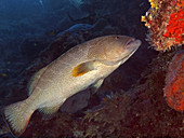 Yellowfin Grouper (Mycteroperca venenosa)