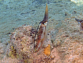 Caribbean Reef Squid