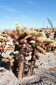 Fire-Damaged Cactus