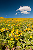 Arrowleaf Balsamroot