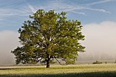 Oak Tree in Cades Cove