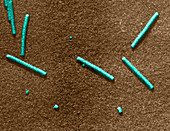 Tobacco Mosaic Virus,TEM