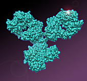 Monoclonal Antibody