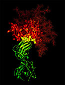 B12 Antibody,diagram