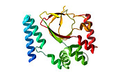 Protein Produced by HCN2 Gene