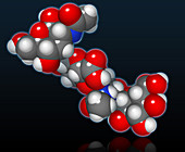 Hyaluronic Acid Molecular Model