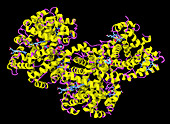 Glycosylated (or Glycated) Haemoglobin