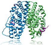 Estrogren Receptor Alpha Molecular Model