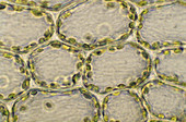Chloroplasts in leaf cells