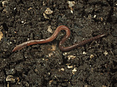 An immature earthworm