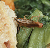 Gravid female German cockroach
