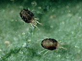 Carmine red spider mites