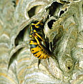 Queen Wasp on Nest