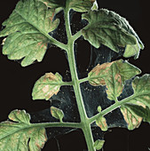 Two-spotted spider mites