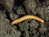 Click beetle larva or wireworm