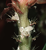 Citrus mealybug on Easter cactus
