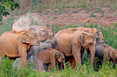 Asian Elephants Dusting