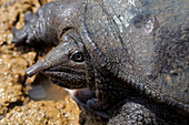 Malayan Soft Shelled Turtle