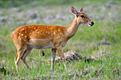Pregnant Eld's Deer