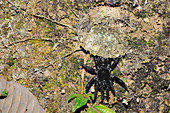 Trapdoor Spider Emerging
