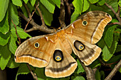 Polyphemus moth