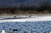 Coyotes hunt Snow Geese