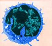 Lymphocyte Cell Membrane (LM)