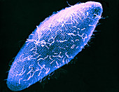 Paramecium Multinucleatum