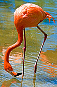 Greater Flamingo