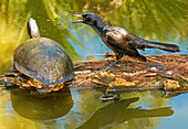 Boat Tailed Grackle Talking To A Turtle