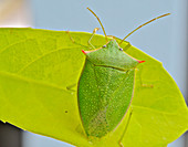 Spined Green Stink Bug