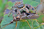 Jumping Spider Catching Mosquito
