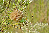 Green Lynx Spider with egg sac