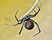 Black Widow Spider