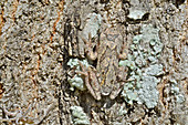 Pine Woods Treefrog