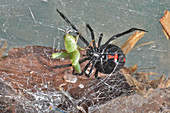 Black Widow Spider with prey