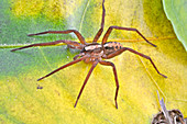Florida Wandering Spider