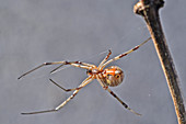 Brown Widow