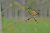 Silver Argiope; Silver Orbweaver