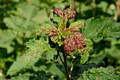 Red currant blister aphid damage