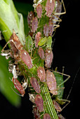Pink and Green Potato Aphids