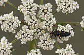 Ladybug Larva on Fool's Parsley
