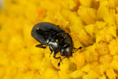 A Pollen Beetle on Daisy