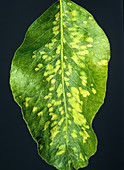Pear leaf blister mite