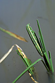 Rice or lawn armyworm