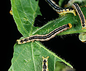 Cotton leafworm