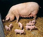 Large White sow with piglets